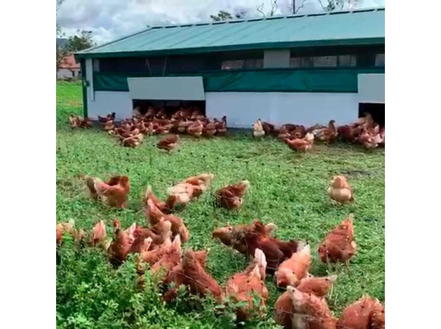 CORRAL MOVIL 6x10x1.8MT CONTINENTAL 60 m2