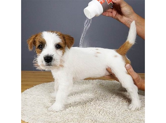 Champú En seco Ibáñez Dry shampoo (polvo)