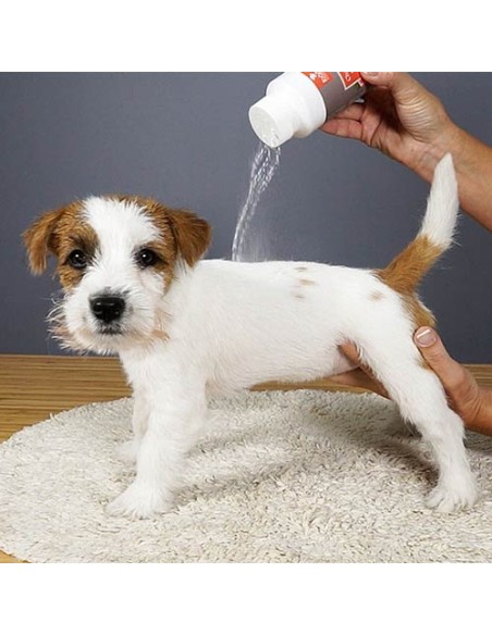 Champú En seco Ibáñez Dry shampoo (polvo)