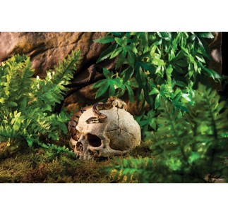 Exo Terra Primate Skull