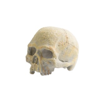 Exo Terra Calavera Fluorescente