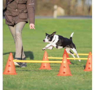 Set de Obstáculos Agility para perros 2