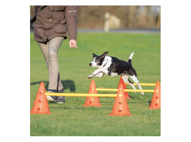 Set de Obstáculos Agility para perros