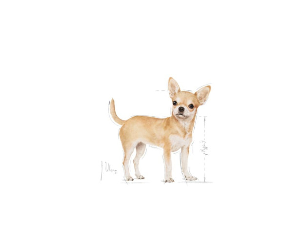 Royal Canin Chihuahua Adulto