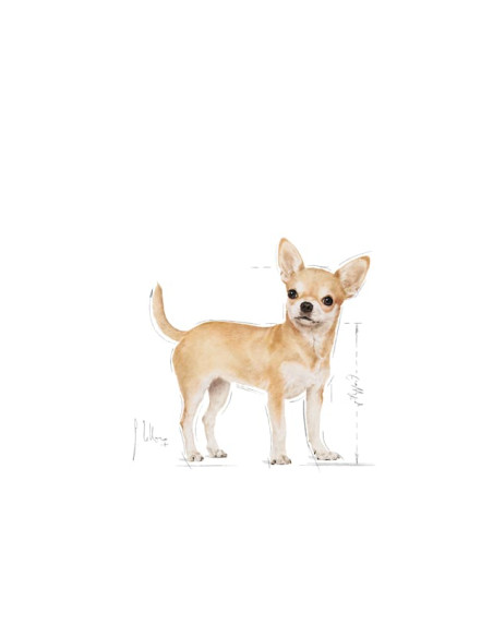 Royal Canin Chihuahua Adulto