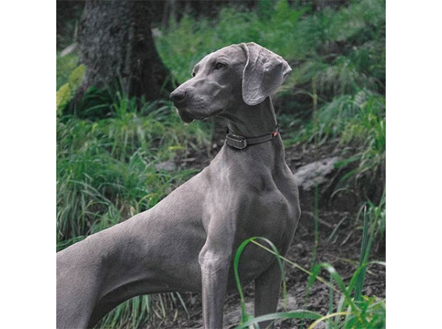 DogTrace EDGE ONE 250 y 450