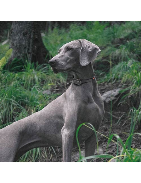 DogTrace EDGE ONE 250 y 450