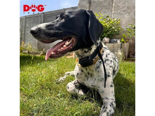 DogTrace EDGE 250, 450 y 650