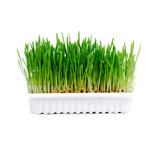 DUVO HIERBA NATURAL PARA GATOS 70 GR