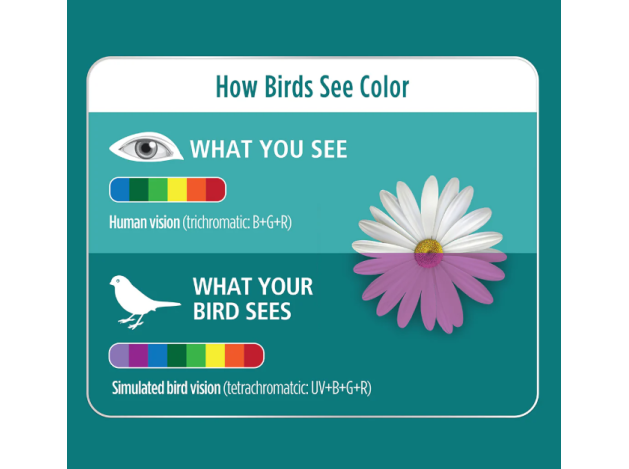 Bombilla CFL UVA/UVB Mini Vision - 9W