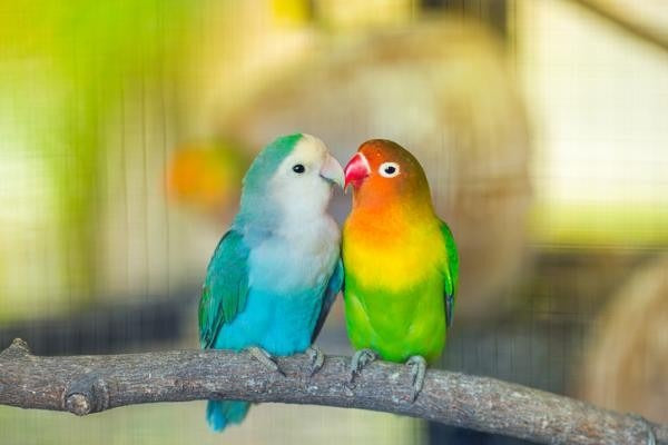 ¿Qué come un Agaporni? Alimentos Prohibidos