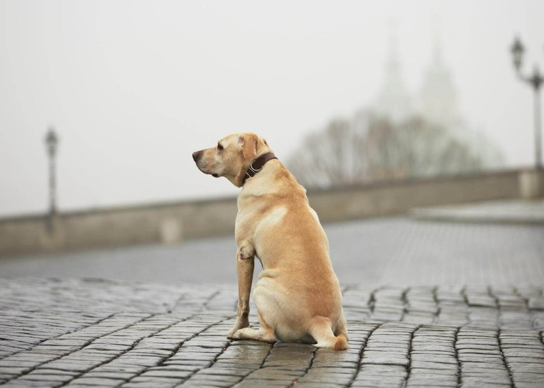 ¿QUÉ HACER SI TU PERRO SE PIERDE?
