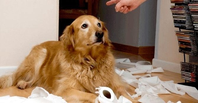 Cómo eliminar los malos hábitos de tu mascota