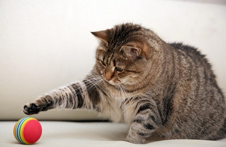 Increíbles juegos para jugar con su gato