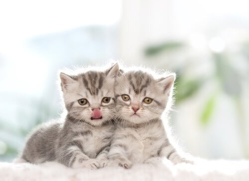 Como saber si tu gato es macho o hembra