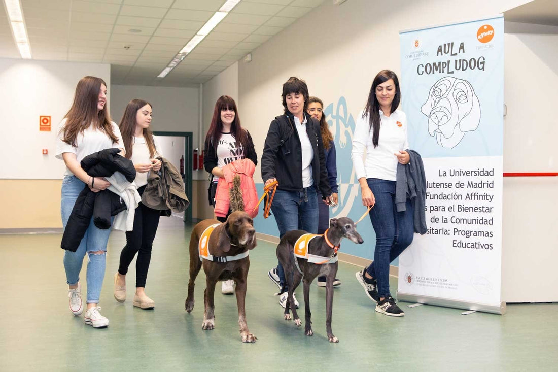 Compludog Terapia con perros