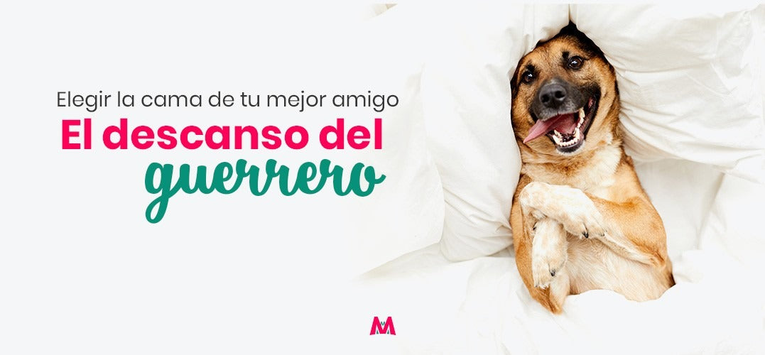 Cómo elegir la cama ideal para tu perro