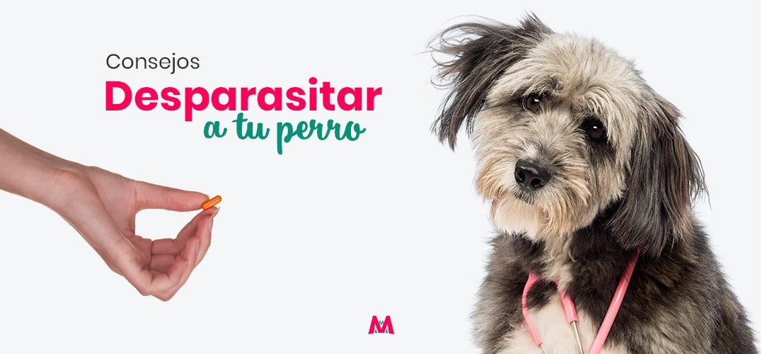 Consejos para desparasitar a tu perro correctamente