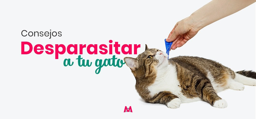 Consejos para desparasitar a tu gato correctamente