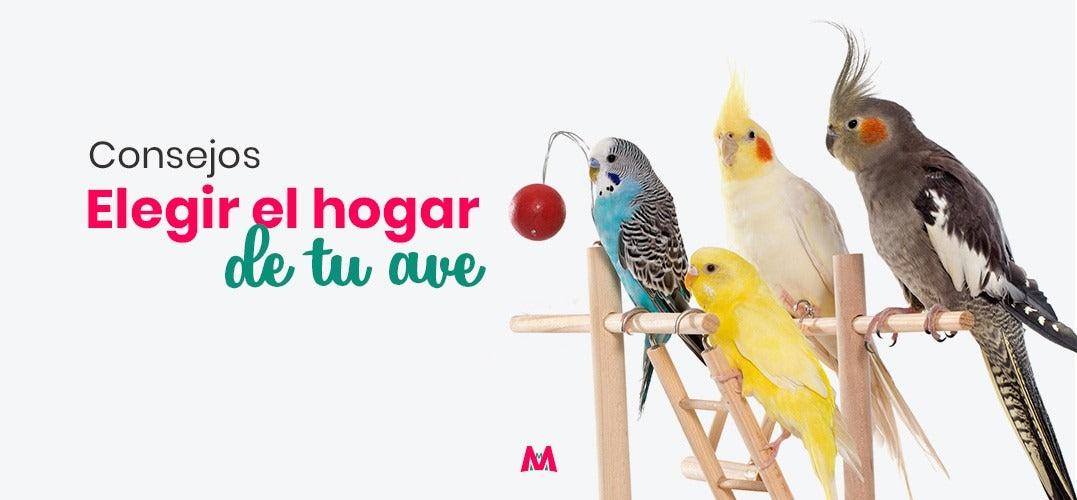Cómo elegir la mejor jaula para tu pájaro