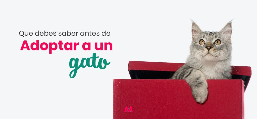 Qué debes saber antes de adoptar un gato