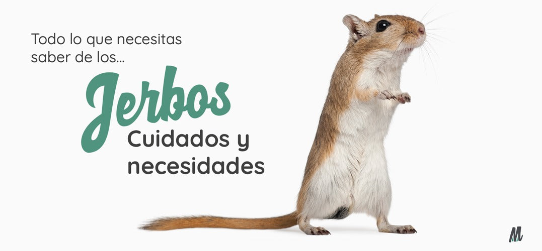Jerbo, curiosidades y cuidados. Guía completa