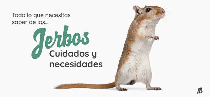 Jerbo, curiosidades y cuidados. Guía completa