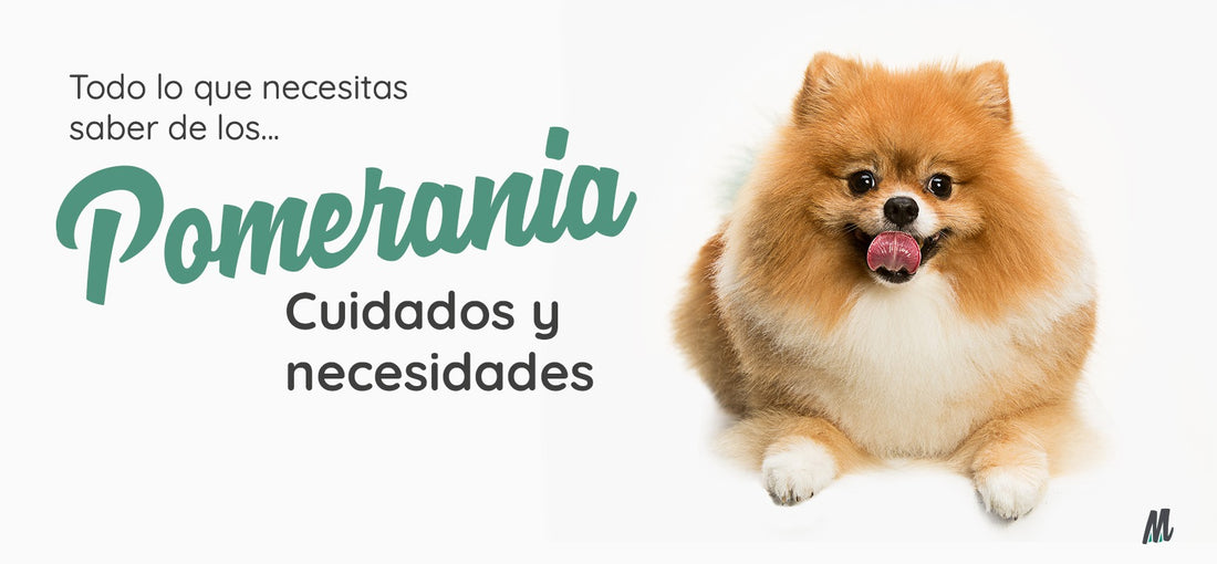 Pomerania, curiosidades y cuidados. Guía completa