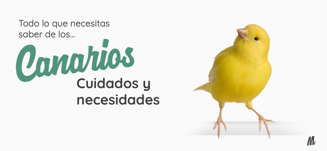 Canarios. Guía de cuidados, consejos y curiosidades