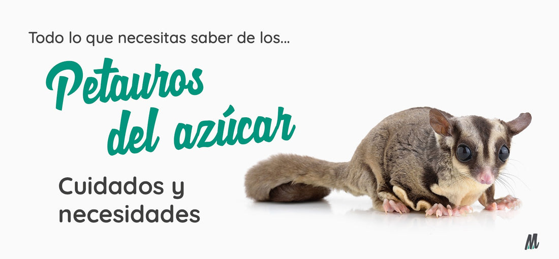 Petauro del azúcar, curiosidades y cuidados. Guía completa