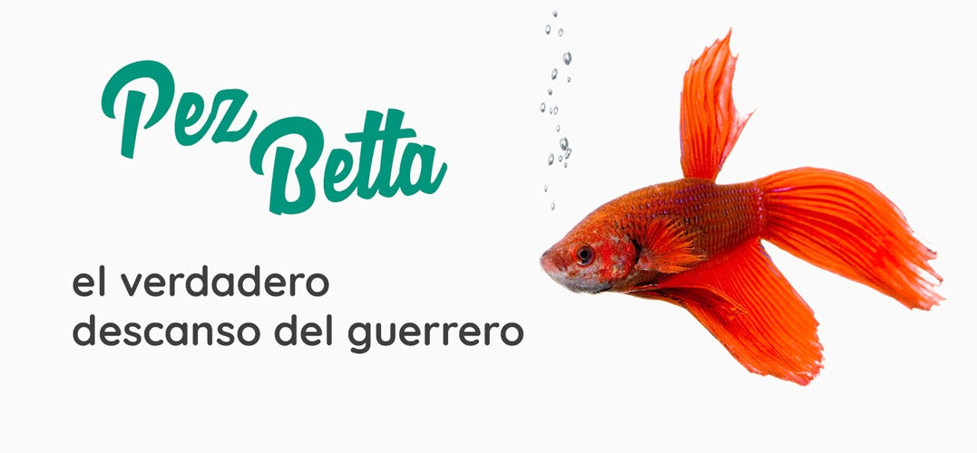 Pez Betta, el verdadero descanso del guerrero