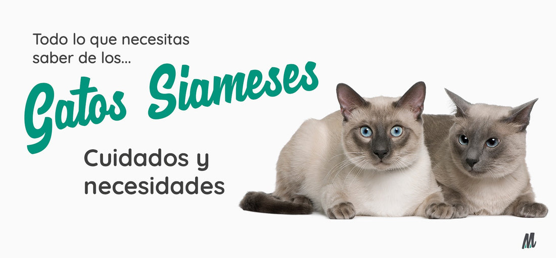 Gato Siamés, curiosidades y cuidados. Guía completa