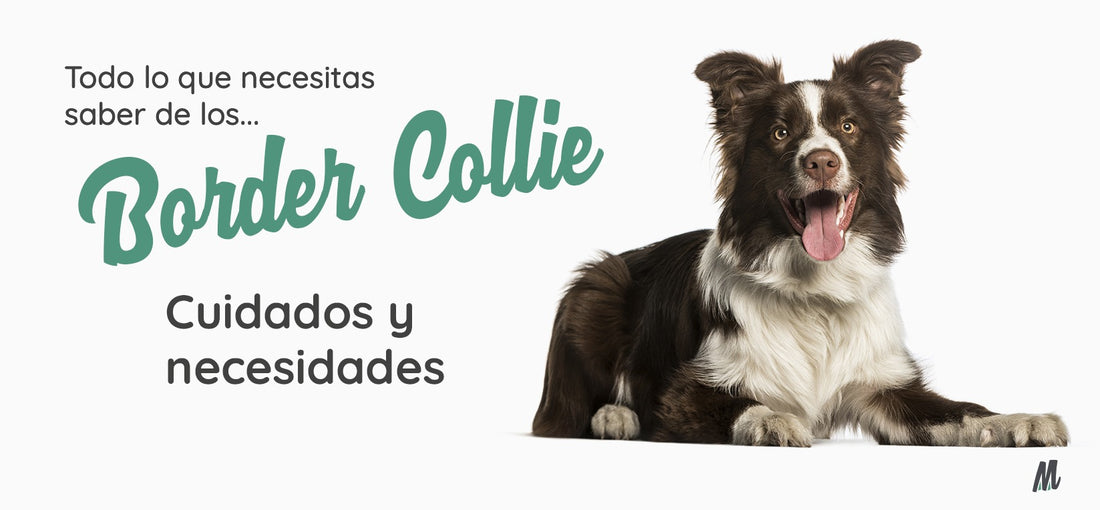 Border Collie, curiosidades y cuidados. Guía completa