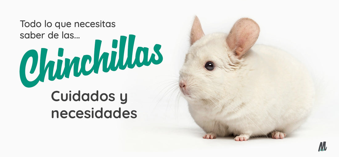 Chinchilla, curiosidades y cuidados. Guía completa
