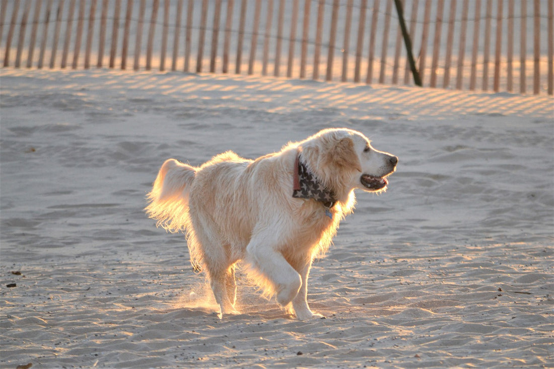 Guía completa sobre el Golden Retriever