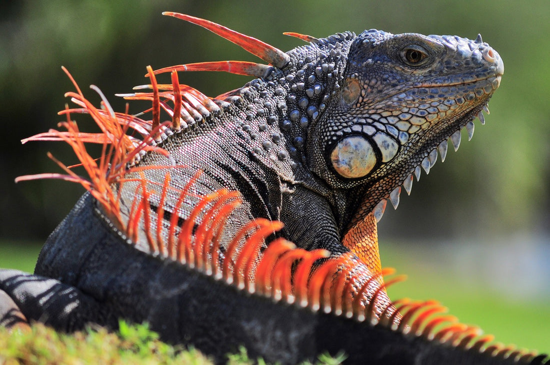 Guía completa sobre las iguanas