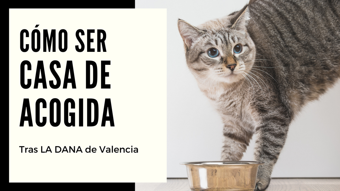 Cómo Ser una Casa de Acogida Tras la DANA en Valencia: Consejos para Recibir a un Animal Rescatado