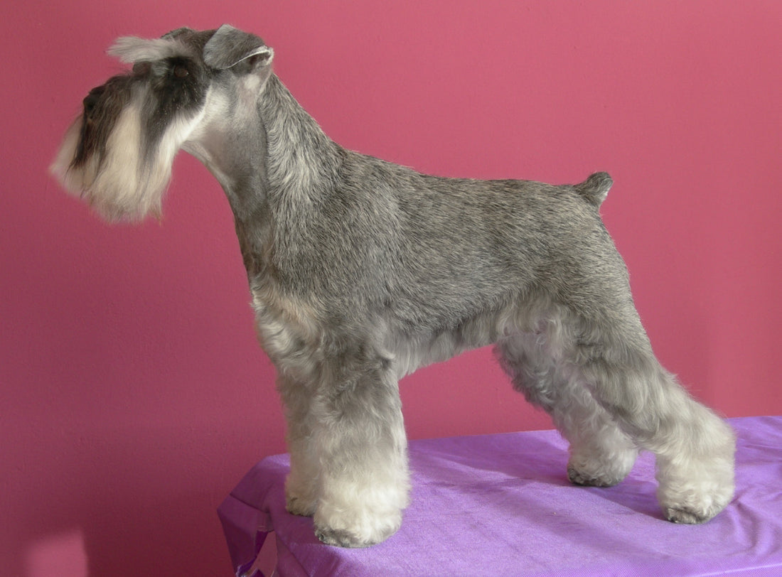 Guía Completa sobre el Stripping en Perros