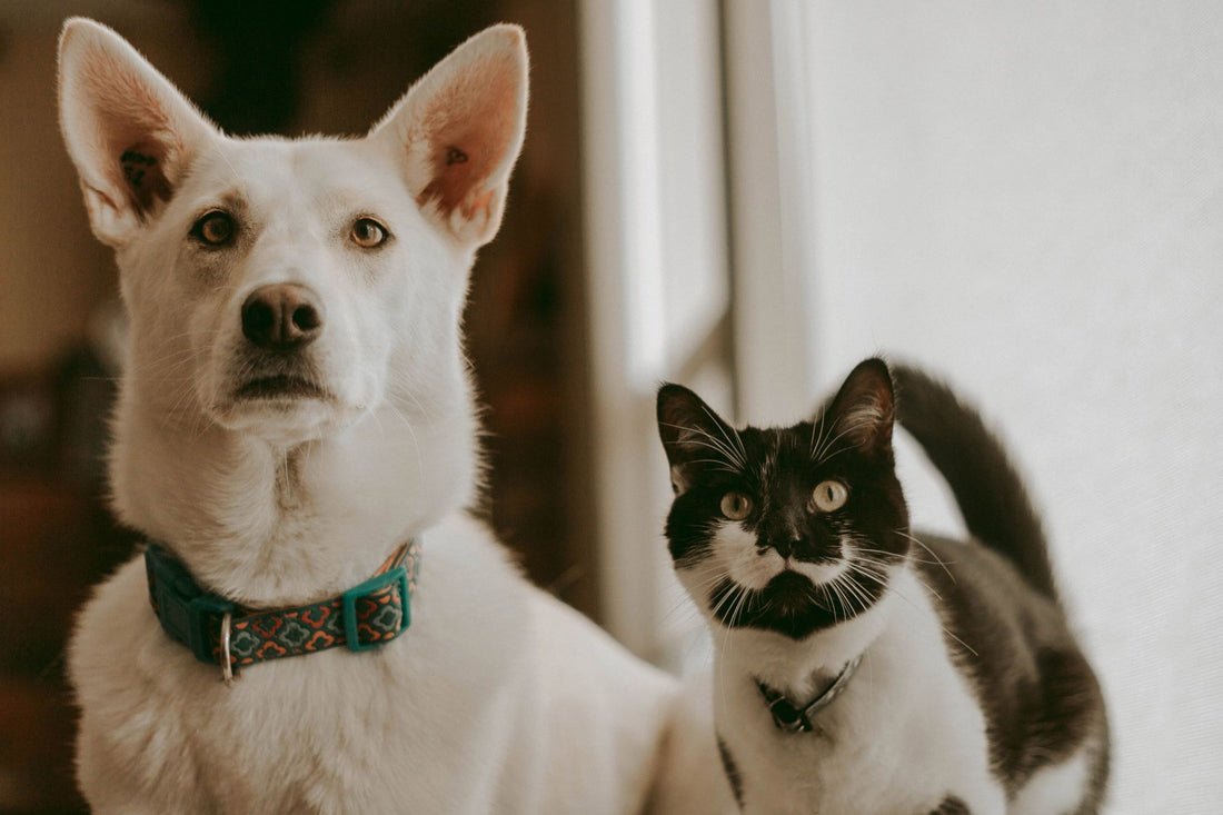 MisMascotas.es: Tu Tienda de Mascotas Online de Confianza