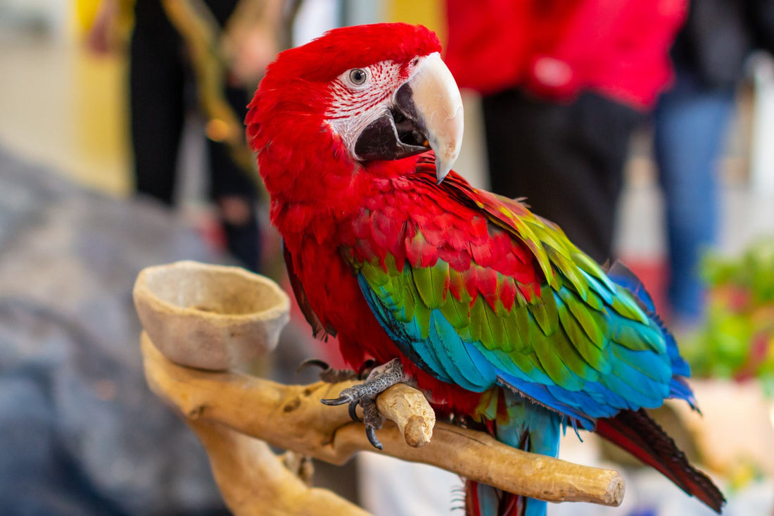 Guía para Elegir la Mejor Jaula para Loros – Espacio, Comodidad y Seguridad