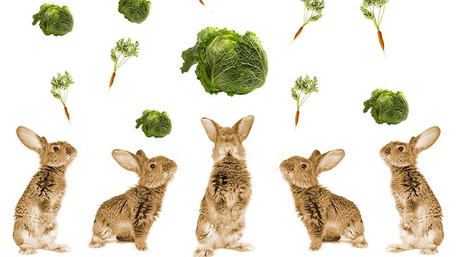 ¿QUÉ DEBE COMER MI CONEJO ENANO? ALIMENTOS PROHIBIDOS