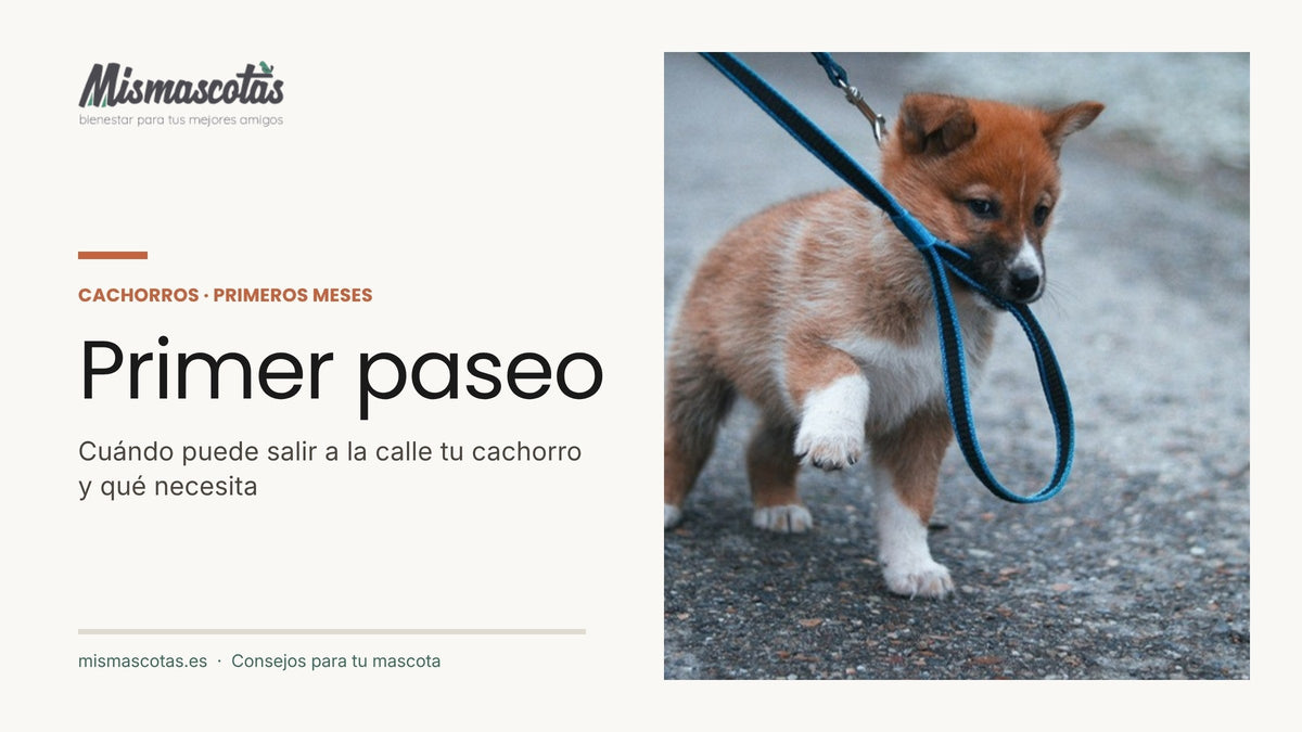 Cachorro paseando con correa: cuándo puede salir a la calle y qué necesita