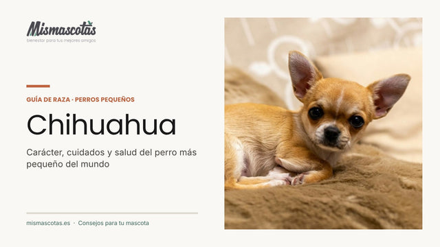 Cachorro de chihuahua tumbado sobre una manta: guía de cuidados y carácter del Chihuahua