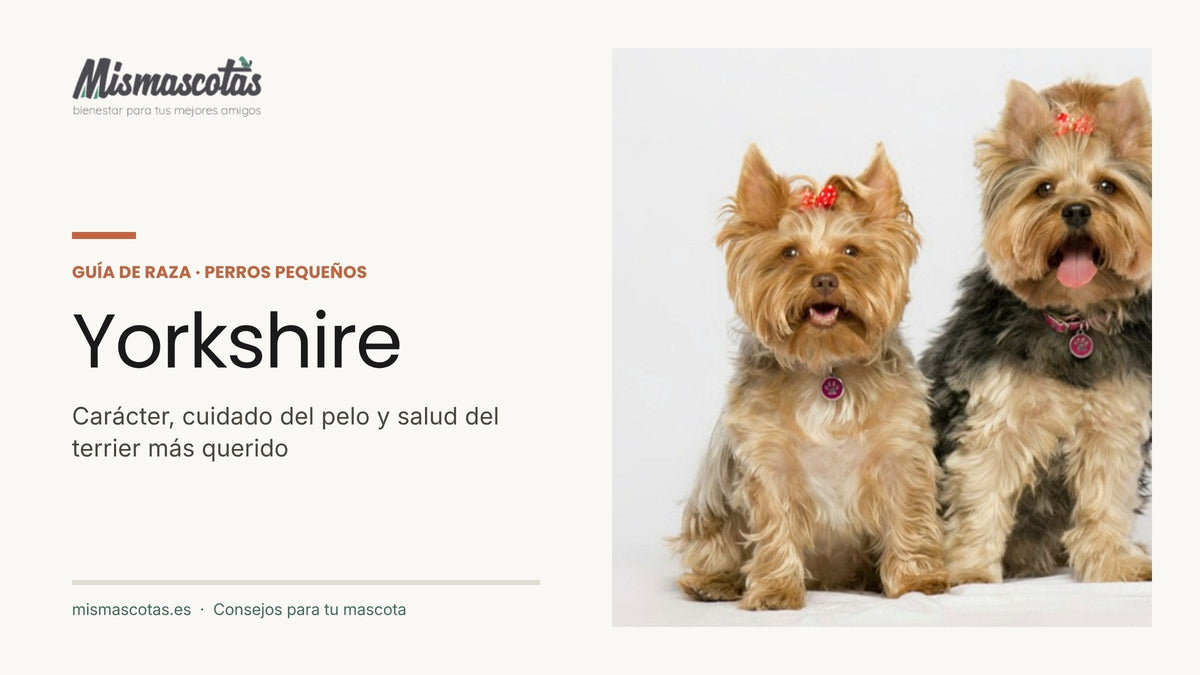 Dos yorkshire terrier con lazo: guía de cuidados del pelo y carácter del Yorkshire