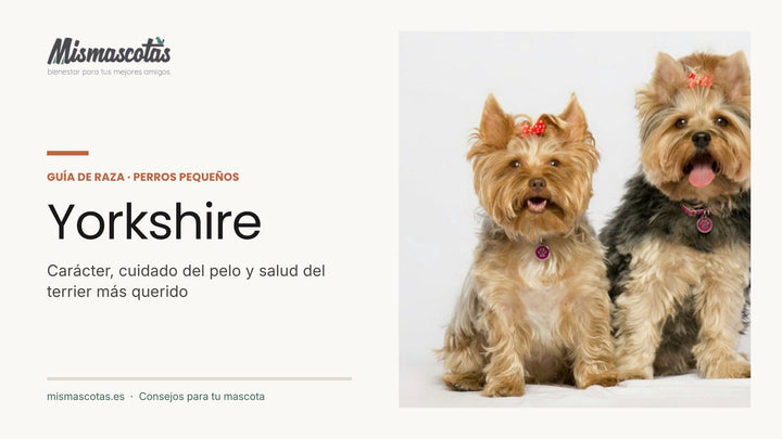 Dos yorkshire terrier con lazo: guía de cuidados del pelo y carácter del Yorkshire