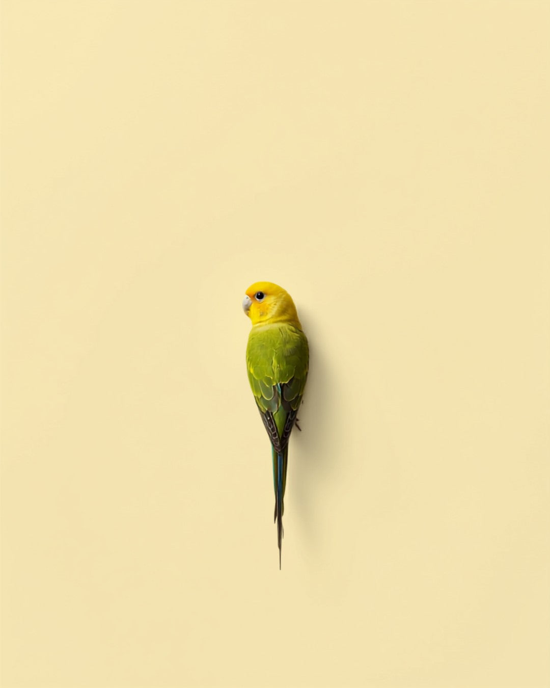 Pájaros