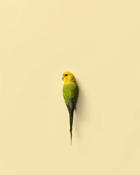Pájaros