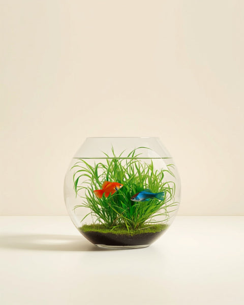 Peces y acuarios