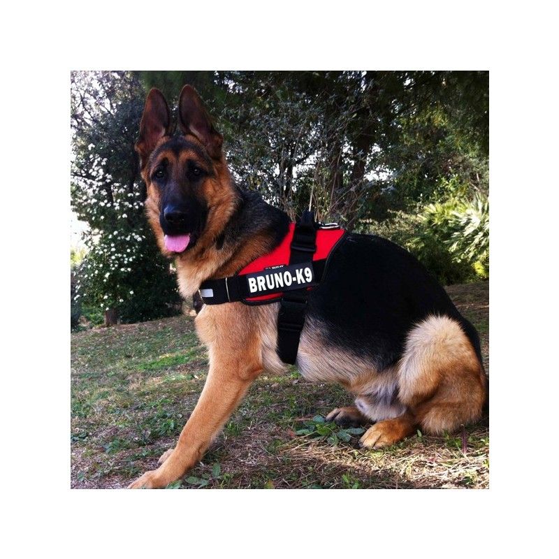 Etiquetas Personalizadas para Collar o Arnés Julius K9