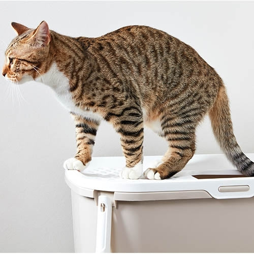 Bandeja arenero de gato "Wc Hop In"